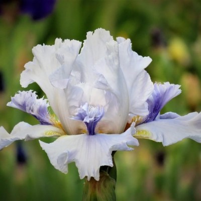 ICE FOR BRICE(Tom Burseen, R. 2001)